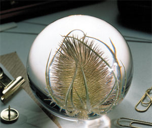Teasel Paperweight - Small
